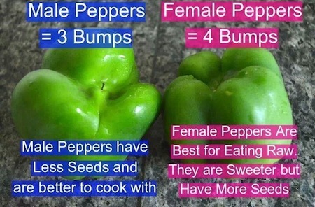 bell-peppers-sex[1]